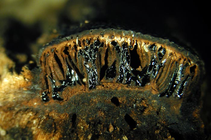 macrostoma