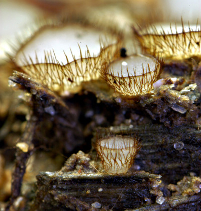 macrostoma