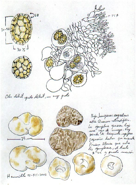 macrostoma