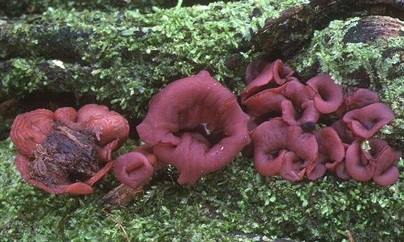macrostoma
