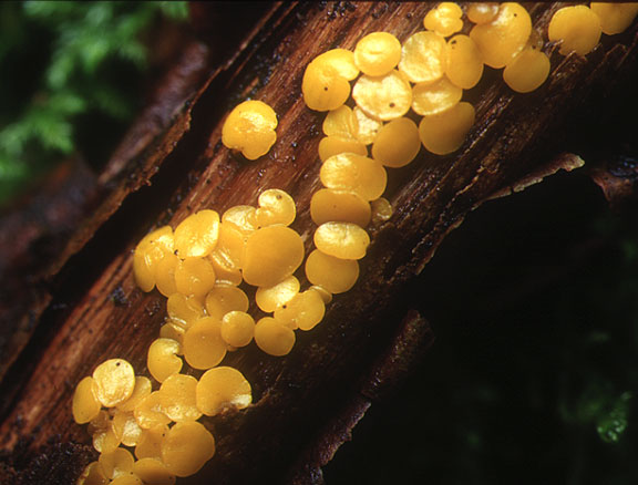 macrostoma