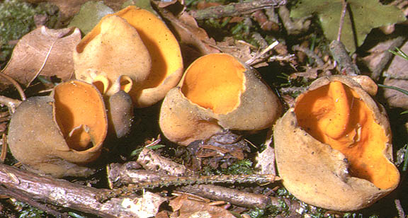macrostoma