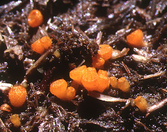 macrostoma