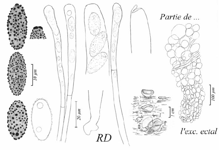 macrostoma