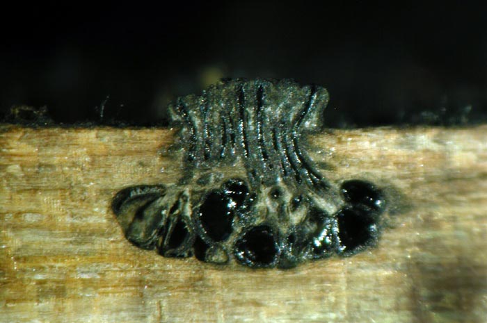 macrostoma