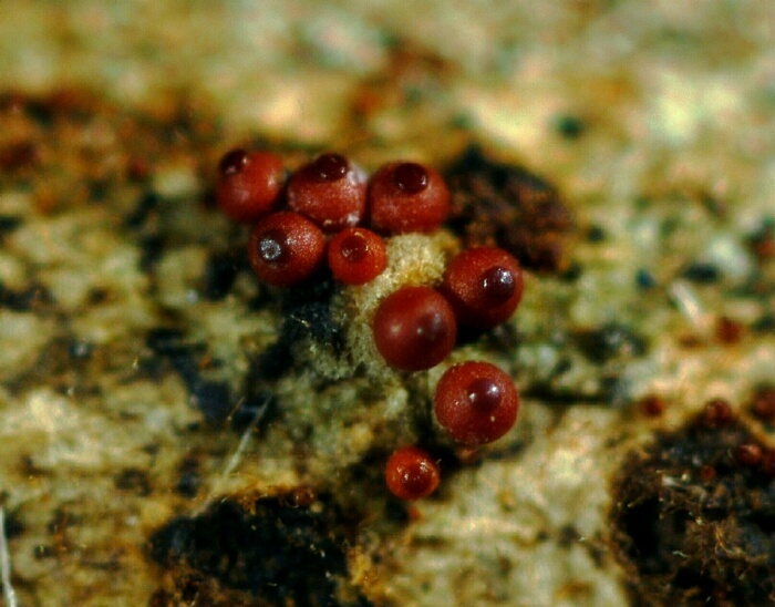macrostoma