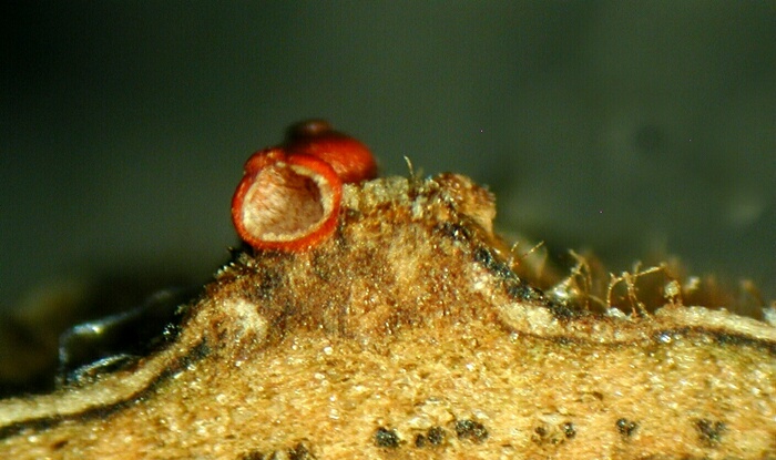 macrostoma
