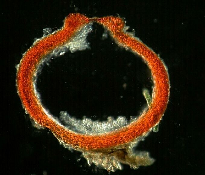 macrostoma