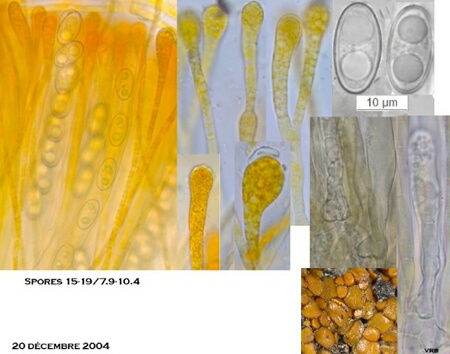 macrostoma