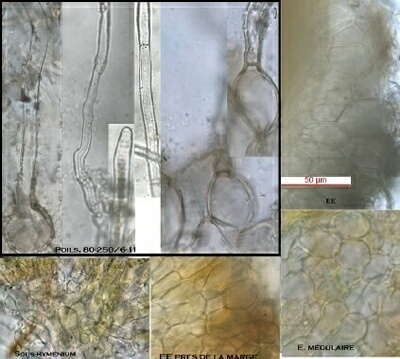 macrostoma