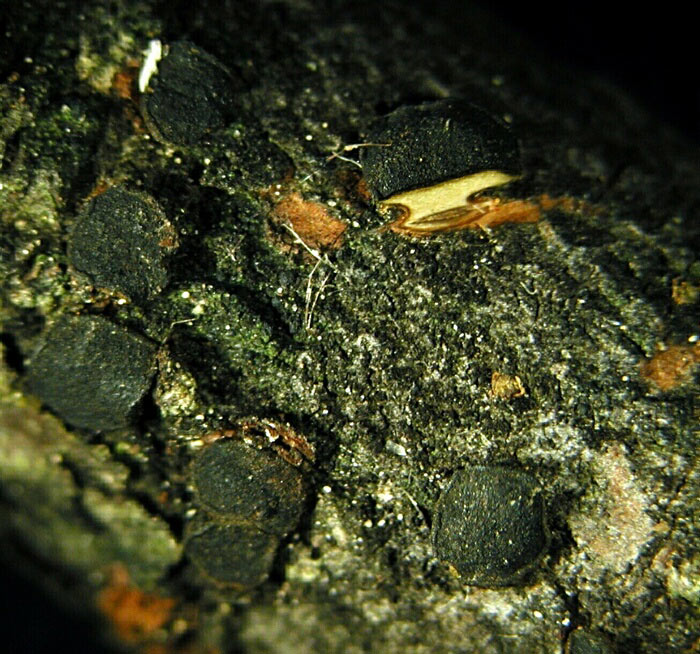 macrostoma