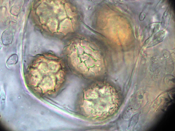 macrostoma