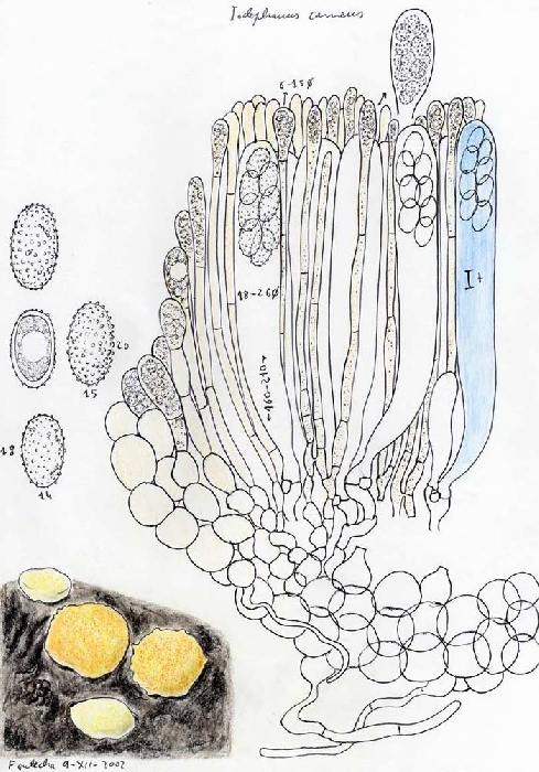 macrostoma