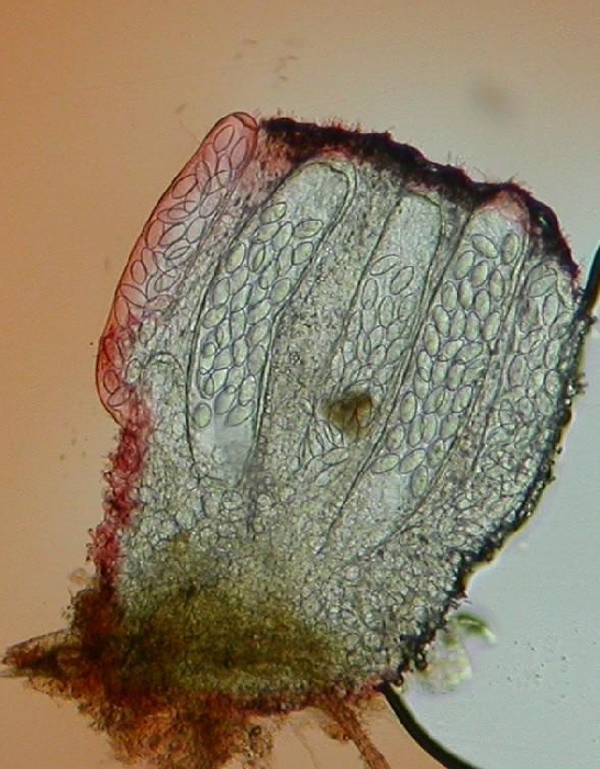 macrostoma