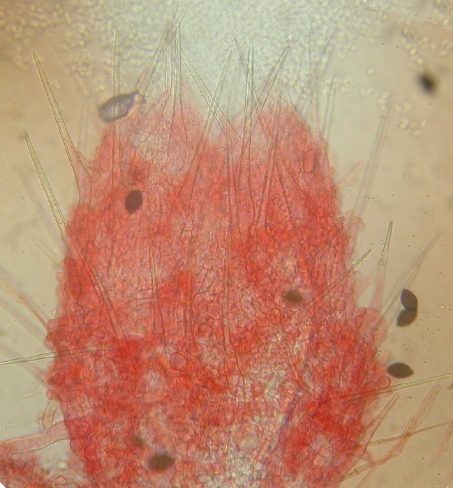 macrostoma