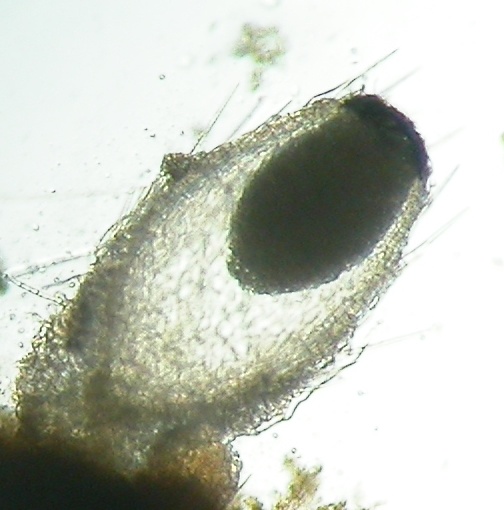 macrostoma
