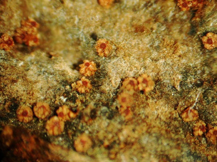 macrostoma