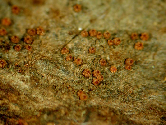 macrostoma