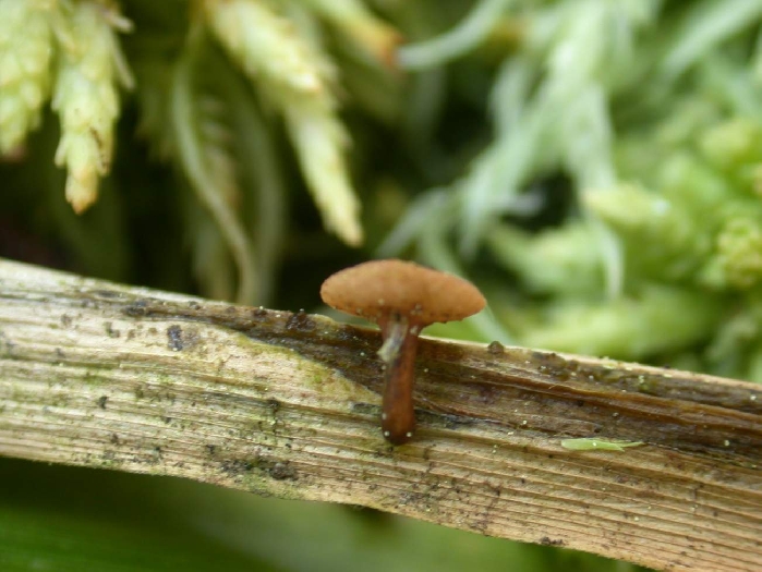 macrostoma