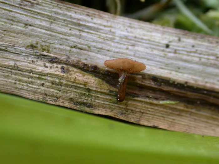 macrostoma