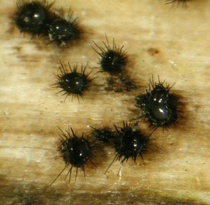macrostoma