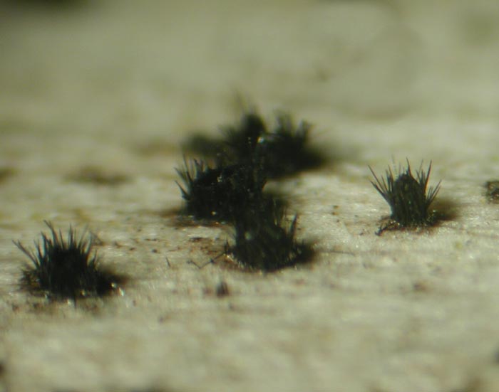 macrostoma