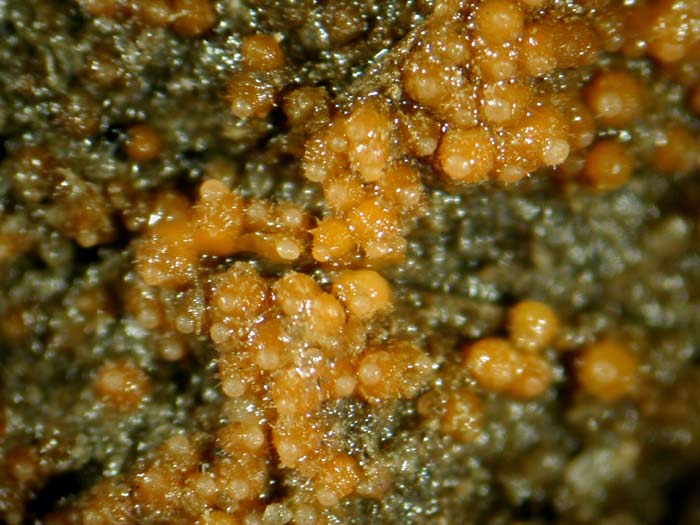 macrostoma