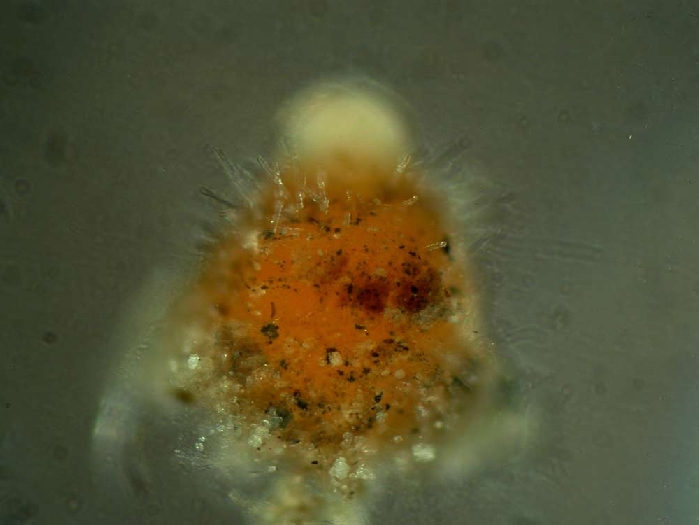 macrostoma