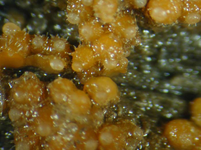 macrostoma