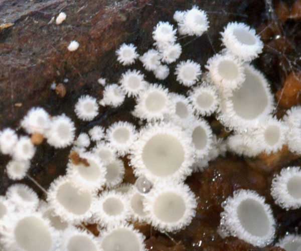 macrostoma