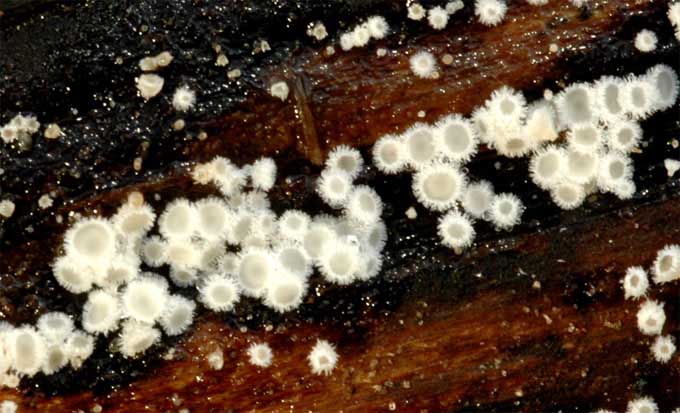 macrostoma