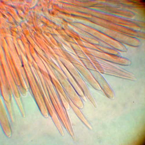 macrostoma