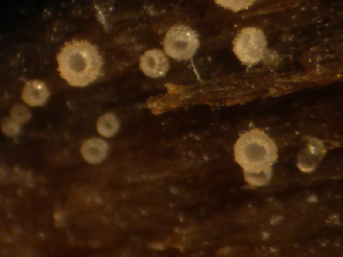 macrostoma