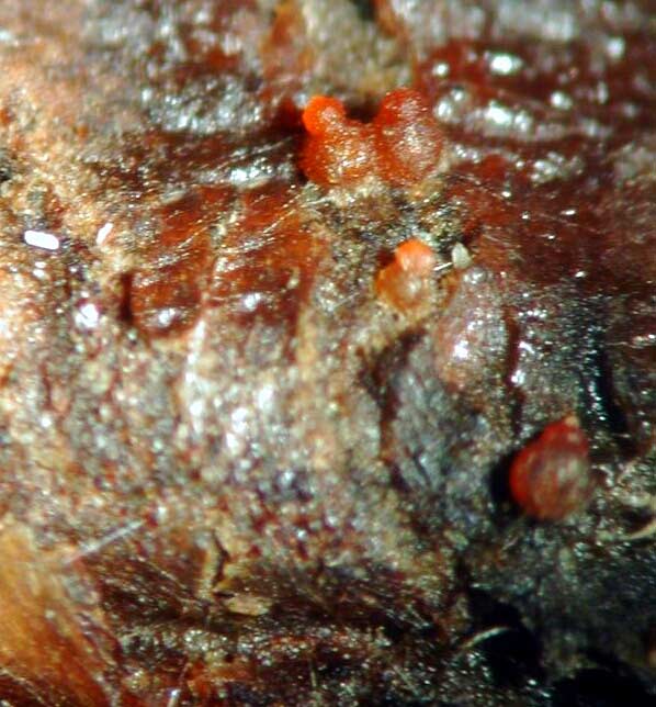 macrostoma