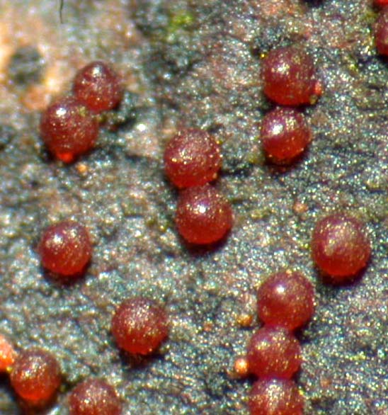 macrostoma