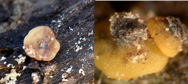 macrostoma