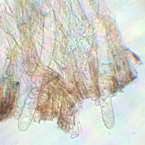 macrostoma