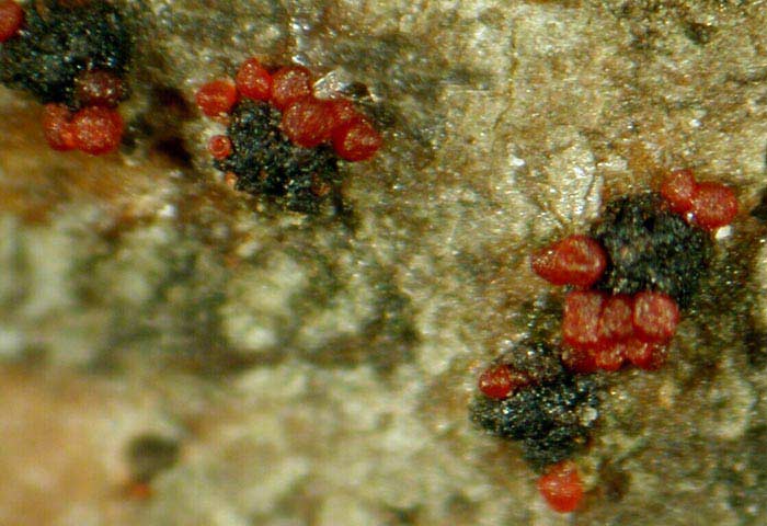 macrostoma