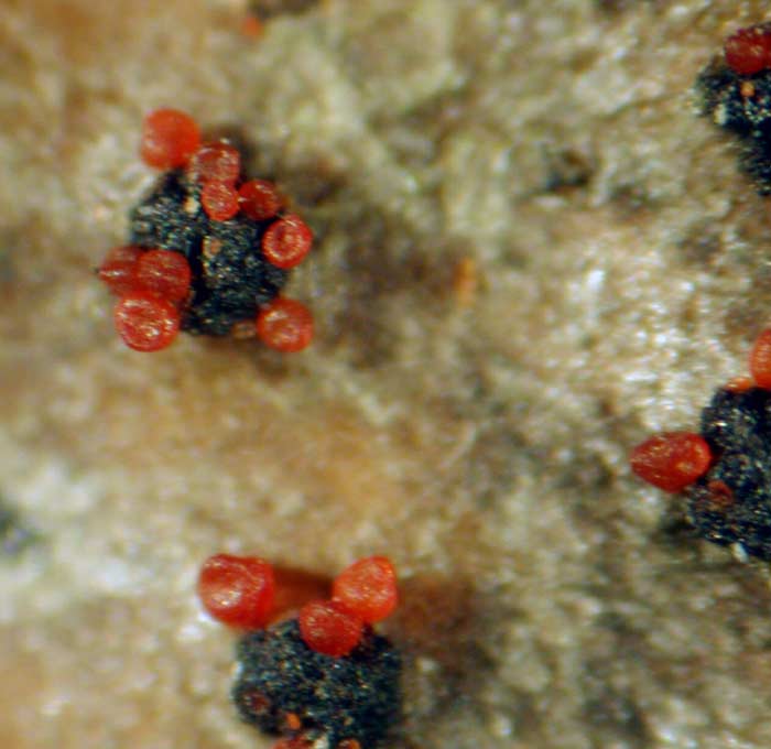 macrostoma