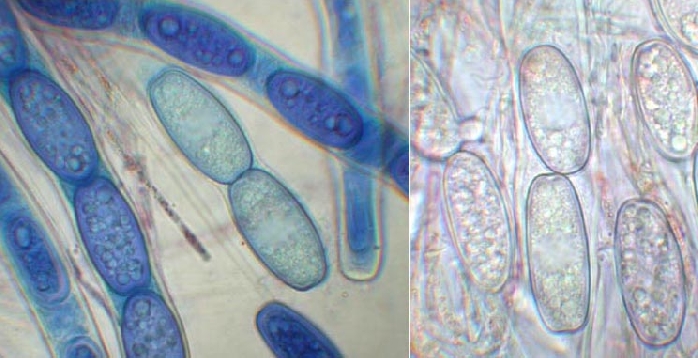 macrostoma