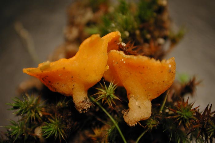 macrostoma
