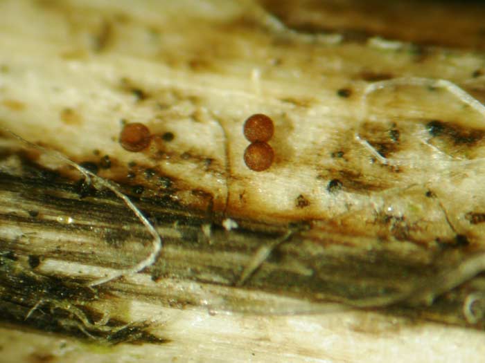 macrostoma