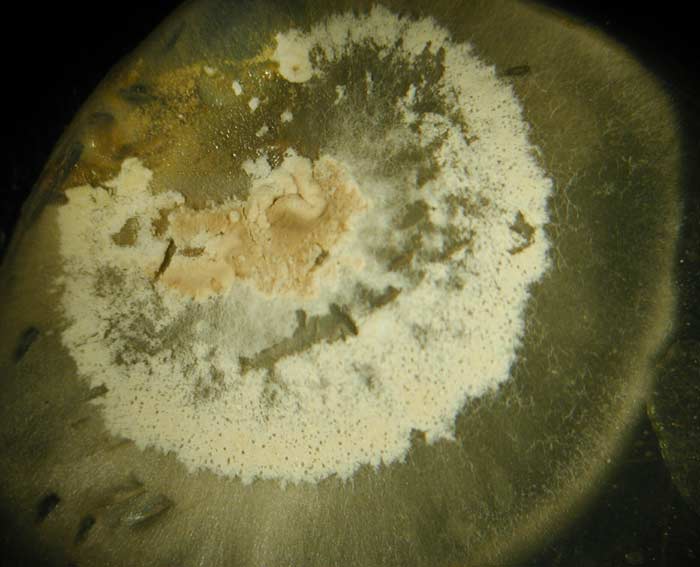 macrostoma