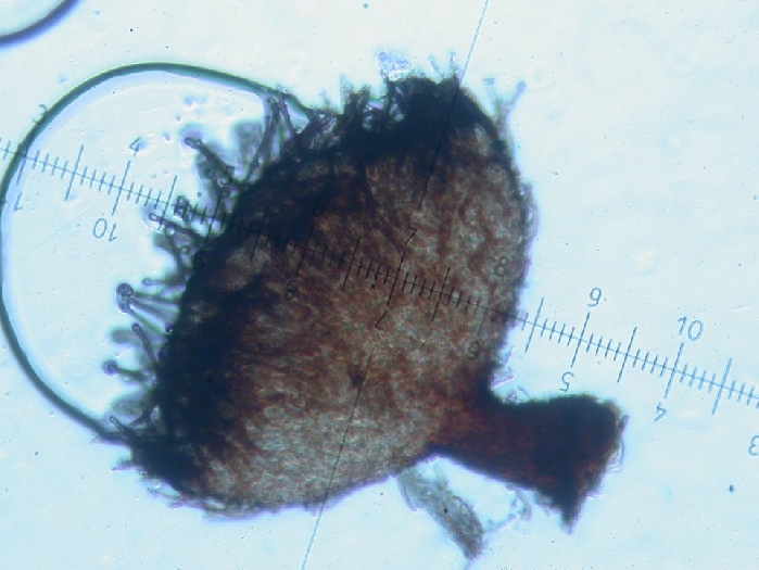 macrostoma