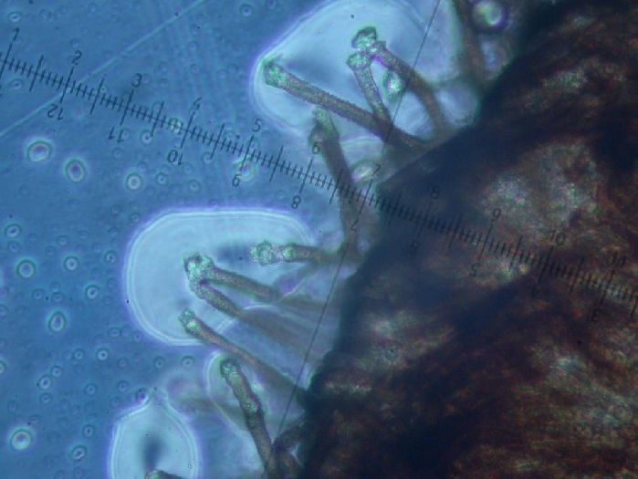 macrostoma