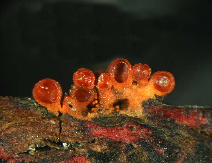 macrostoma