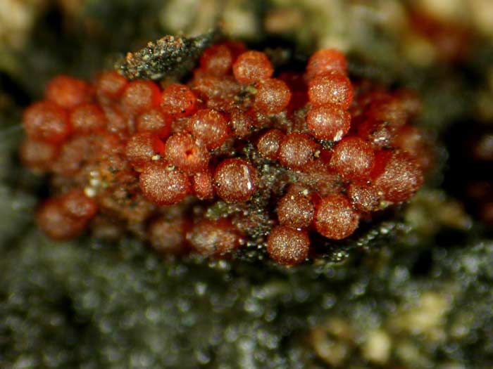 macrostoma