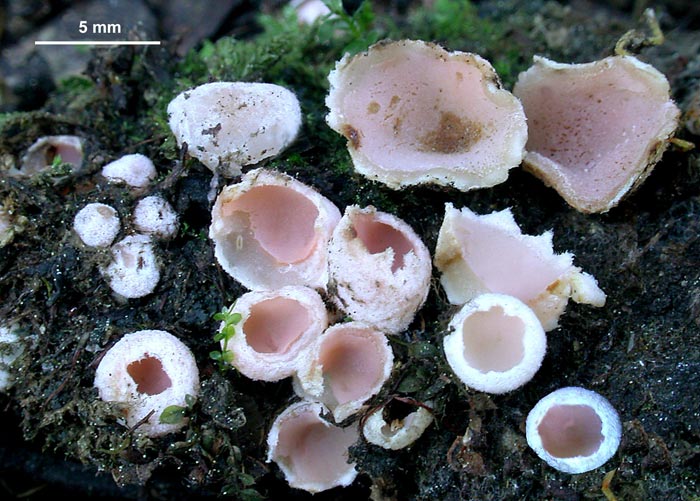 macrostoma