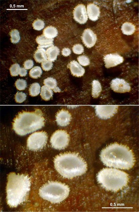 macrostoma