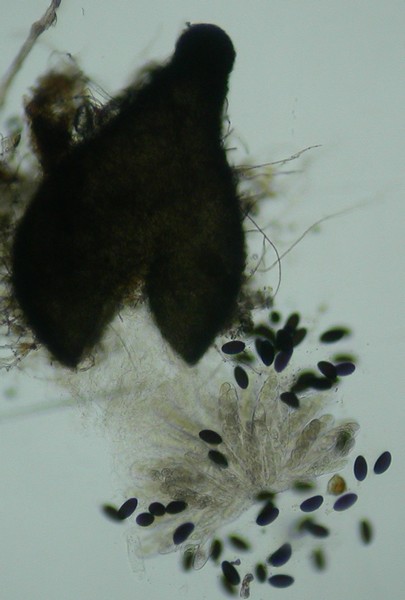 macrostoma
